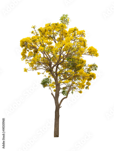 Isolated Silver trumpet tree or Yellow Tabebuia on white background © kpboonjit