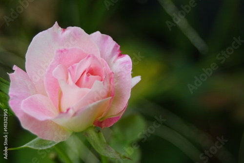 Blushing pink Rose  soft focus