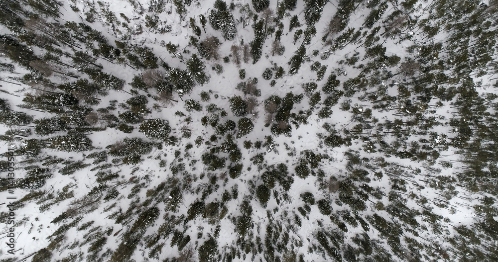 Aerial view of snow covered forest. Winter season