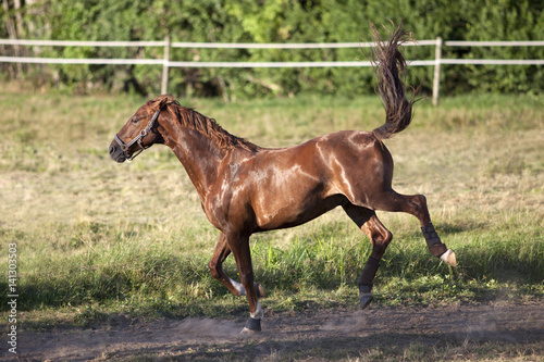 Fényképezés Horse gallop and bucking free on meadow outside