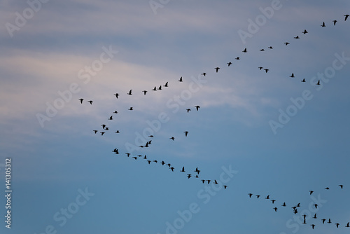 Fotografiet Geese Formation