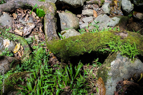 Moss grow on river rock. Image may contain soft focus and blur due to long exposure. Selective focus.
