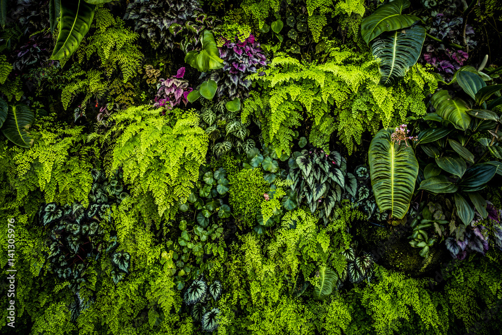Green Plant Wall - obrazy, fototapety, plakaty 