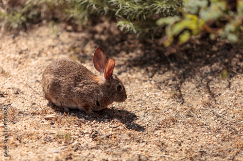 Juvenile rabbit, Sylvilagus bachmani, wild brush rabbit photo