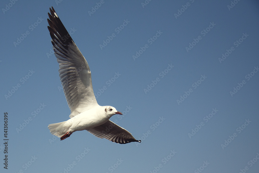 The seagulls fly out for food by the sea. The seagulls fly out for food by the sea.
