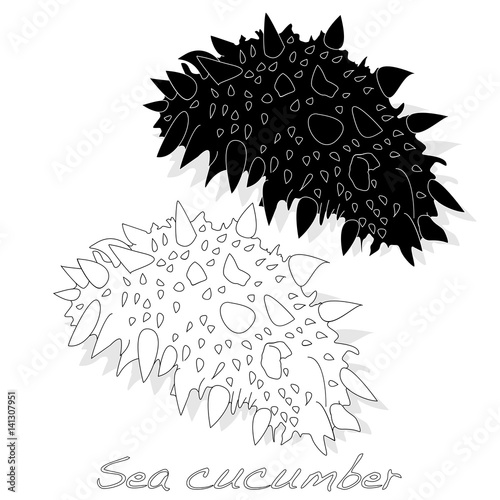 Sea cucumber is isolated on white background