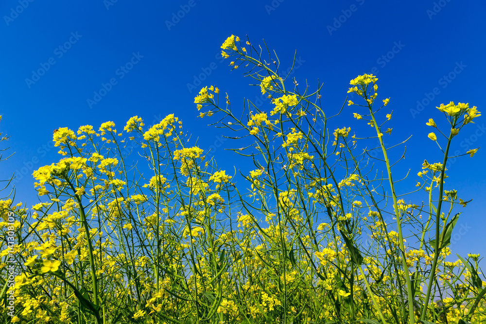 Beautiful brassicaceae flower field in Vietnam Beautiful brassicaceae flower field in Vietnam