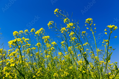 Beautiful brassicaceae flower field in Vietnam