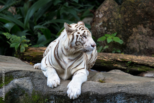 Fototapeta Naklejka Na Ścianę i Meble -  seltener weißer Tiger