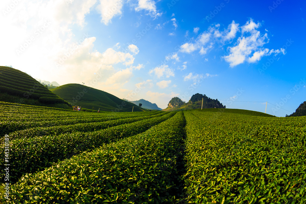Green tea fields in Vietnam