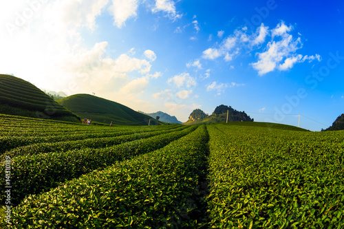 Green tea fields in Vietnam © bvh2228