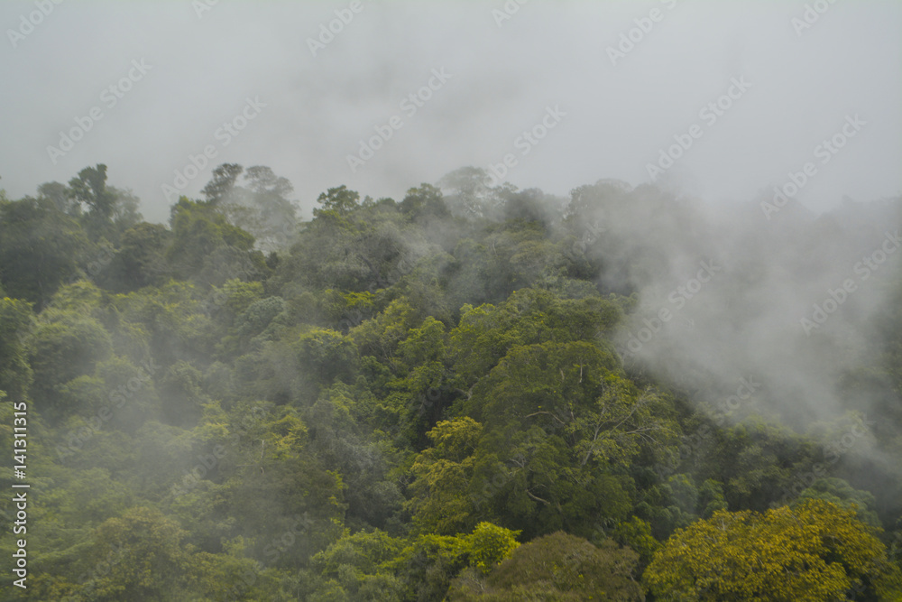 Sea of mist on mountain with tropical rainforest