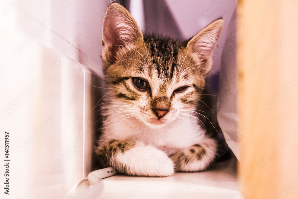 Fototapeta premium Cute cat