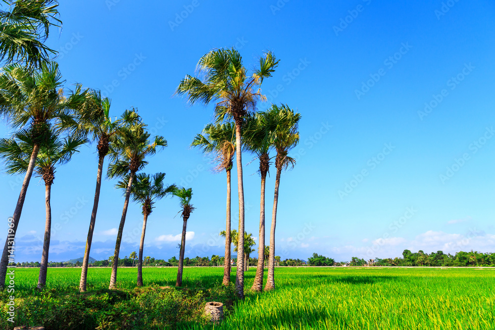 Fototapeta premium Sugar palms (borassus flabellifer) Asian Palmyra palm, Toddy palm, Sugar palm, or Cambodian palm, on the rice field tropical tree in the southern of Thailand, Blurred background