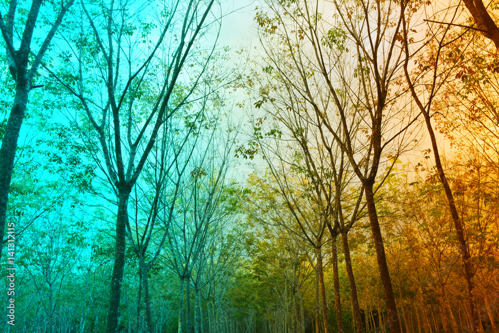 forest background filter effect