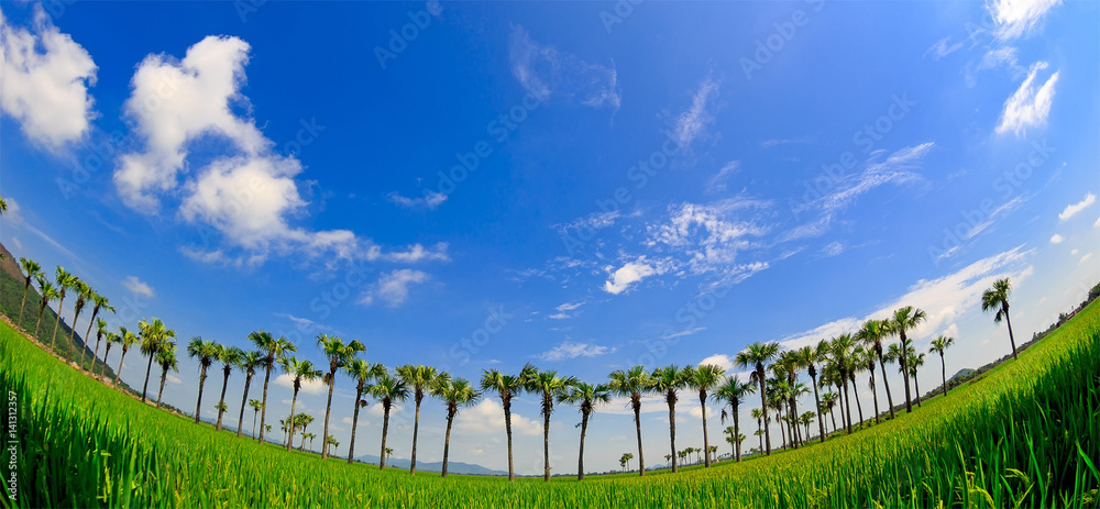 Sugar palms (borassus flabellifer) Asian Palmyra palm, Toddy palm, Sugar palm, or Cambodian palm, on the rice field tropical tree in the southern of Thailand, Blurred background