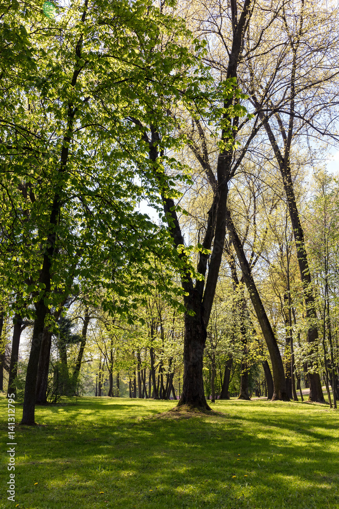 beautiful green trees in park. natural landscape in spring.