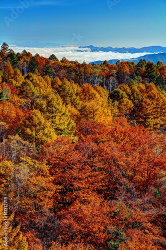 八千穂高原の秋