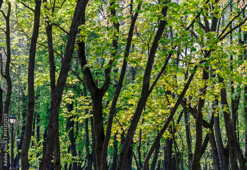 green trees foliage background in spring forest green trees foliage background in spring forest