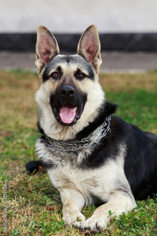 dog breed German Shepherd dog breed German Shepherd