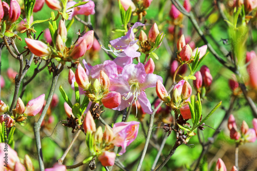 Spring background. Pink flowers in botanical garden. Spring background. Pink flowers in botanical garden.