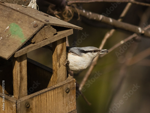 Eurasian or wood nuthatch, Sitta europaea, close-up portrait at bird feeder with seed in beak, selective focus, shallow DOF photo