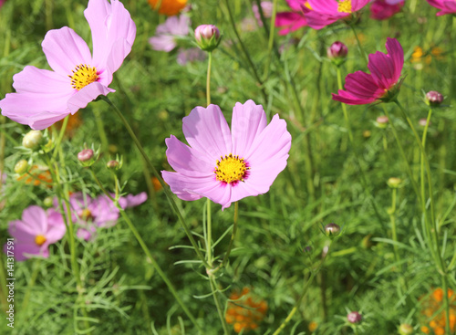 Beautiful Cosmos flowers blooming in the garden