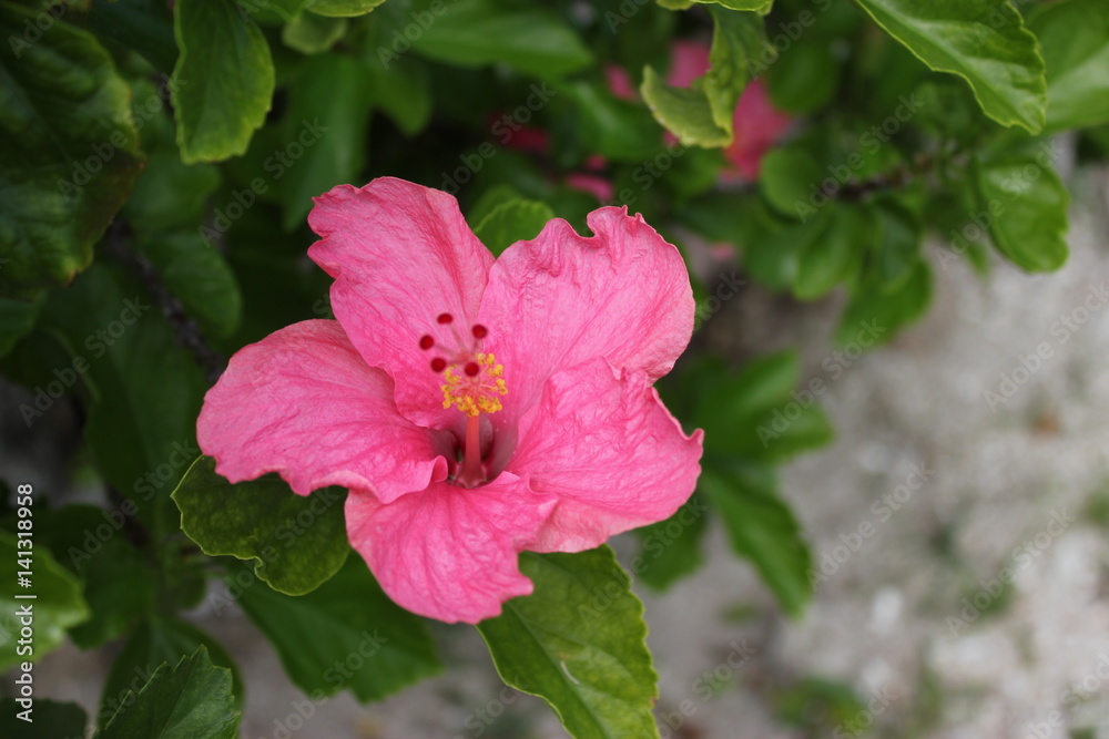 Fototapeta premium ciel, horizon, escalade, méditation, vert, gris, bouquet