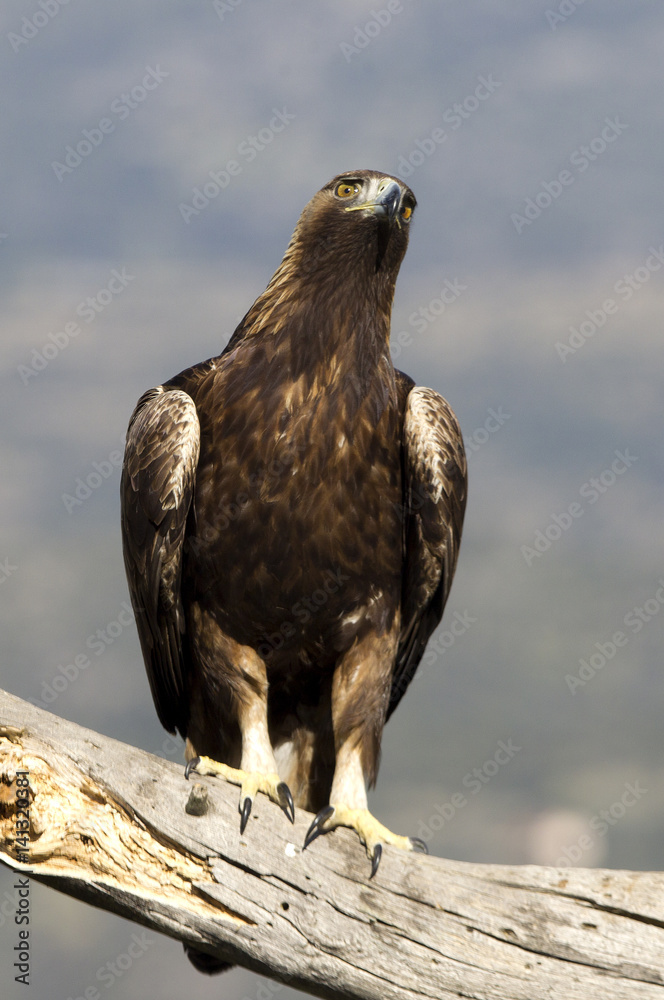 Fototapeta premium Adult male of Golden Eagle in Gredos Natural Park. Spain