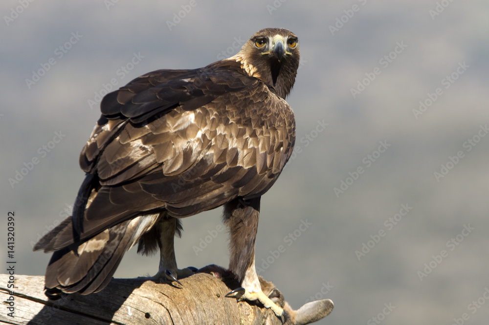 Fototapeta premium Adult male of Golden Eagle in Gredos Natural Park. Spain