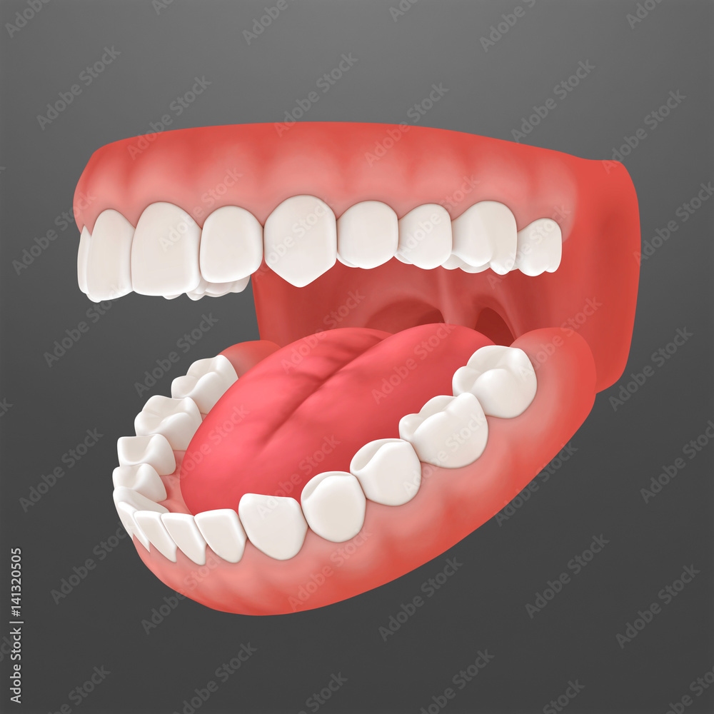 3d rendering of human teeth, open mouth 3d rendering of human teeth, open mouth
