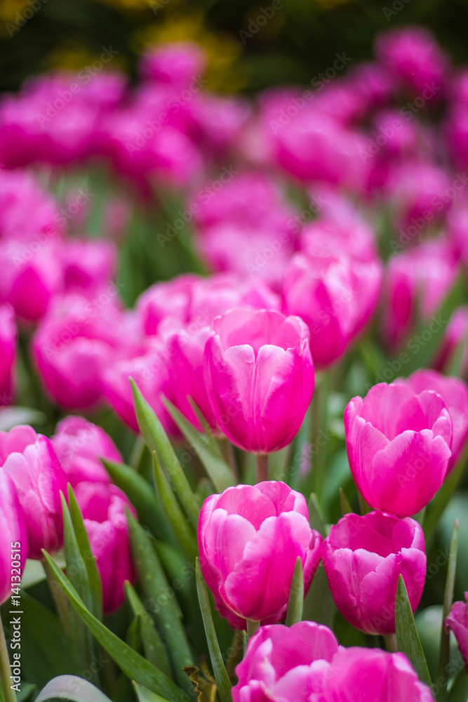 all tulips in the garden.