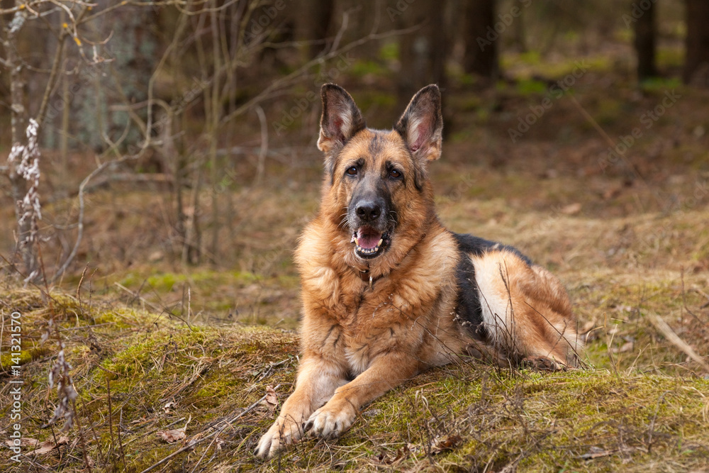 Elderly German shepherd dog lies in a coniferous forest Elderly German shepherd dog lies in a coniferous forest