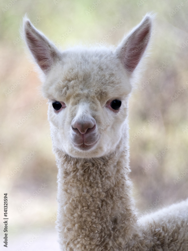 Baby Alpaca 