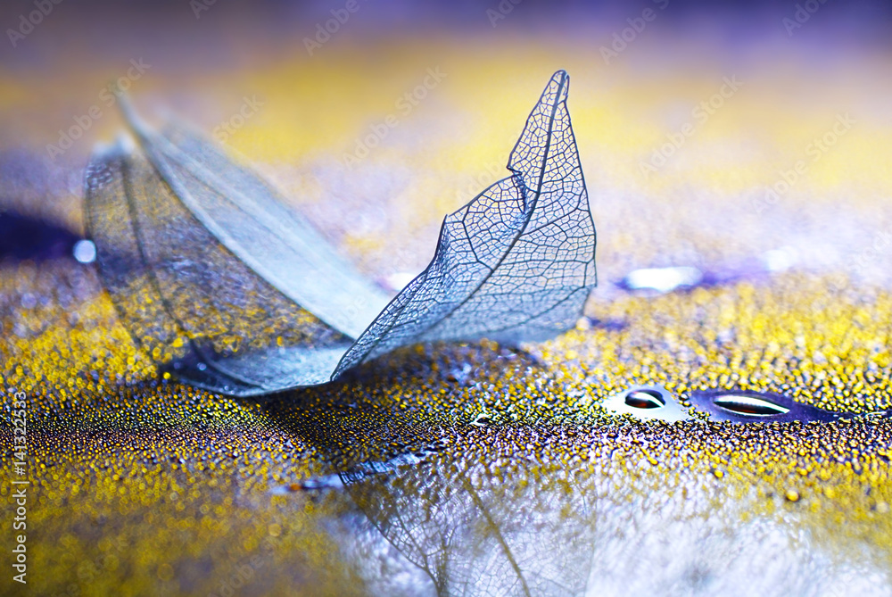 Fototapeta Przejrzysty błękitny liść na szkle z kroplami rosy. Marzycielski obraz artystyczny.