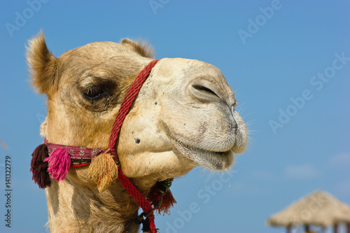 Head of a camel on a background of blue sky