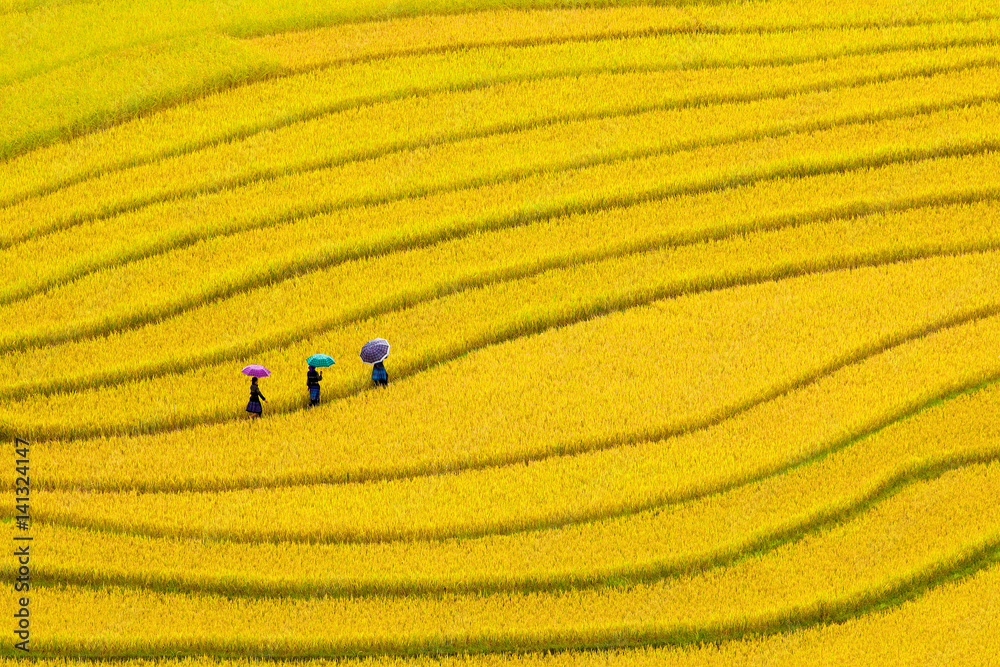 Foto Terraced rice fields in Vietnam