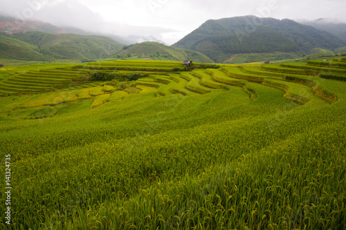 Terraced rice fields in Vietnam