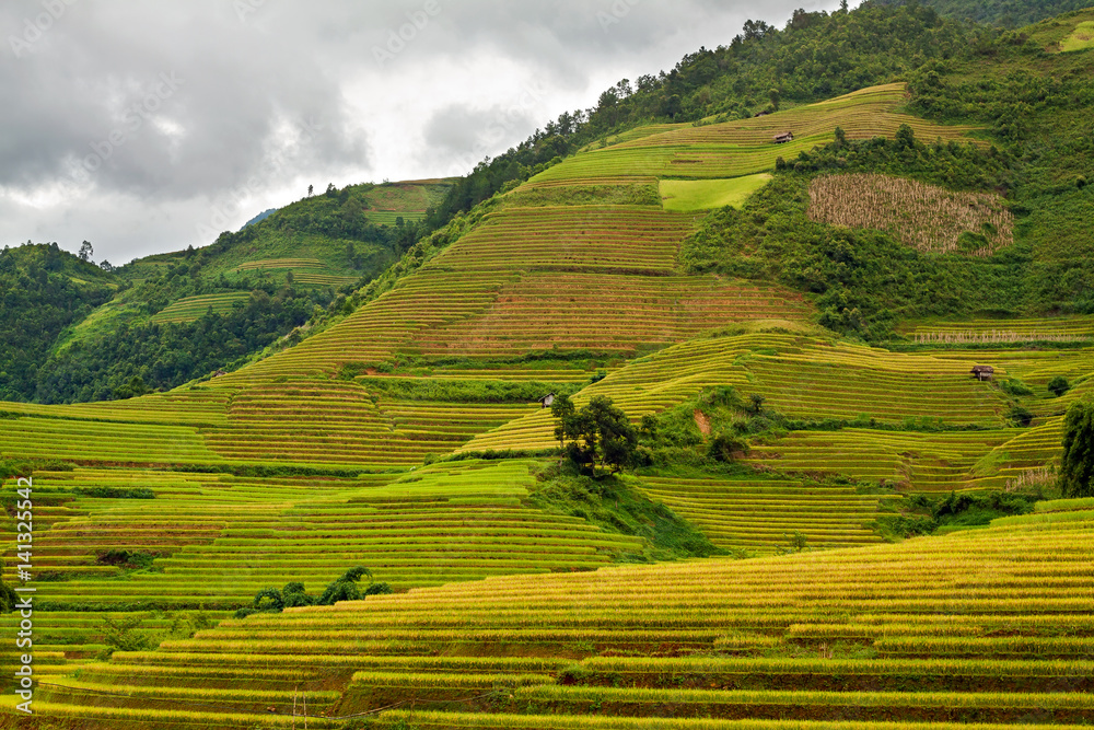 Terraced rice fields in Vietnam Terraced rice fields in Vietnam