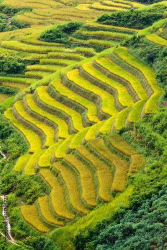 Terraced rice fields in Vietnam