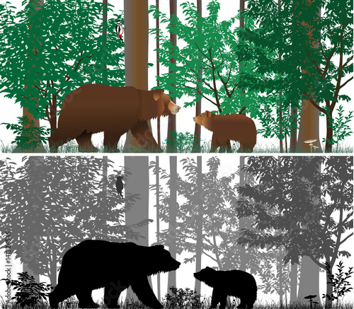 Bears on the background of trees. Colour and black-and-white vector.