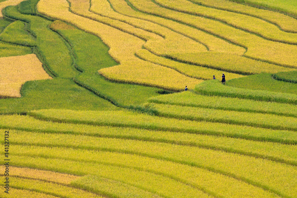 Terraced rice fields in Vietnam