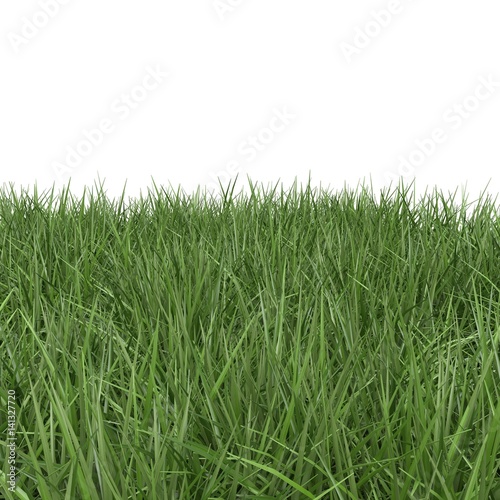 Ryegrass Grass field over white. 3D illustration photo