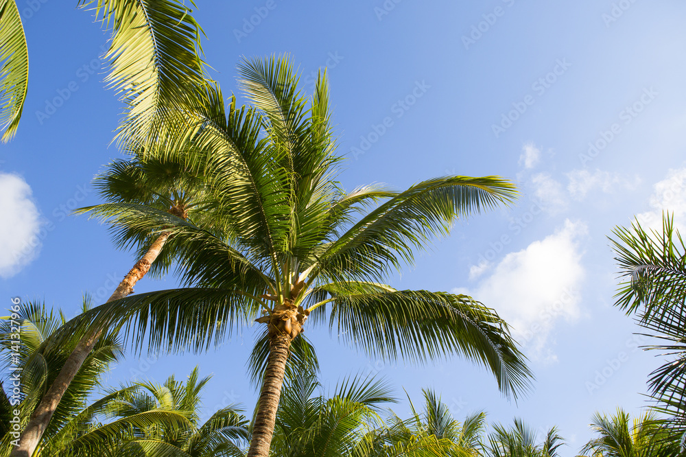 Fototapeta premium Coconut trees against a blue sky.