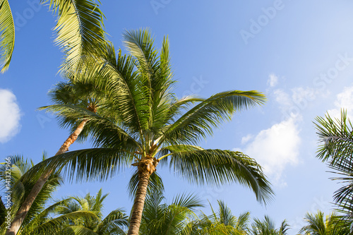 Coconut trees against a blue sky.