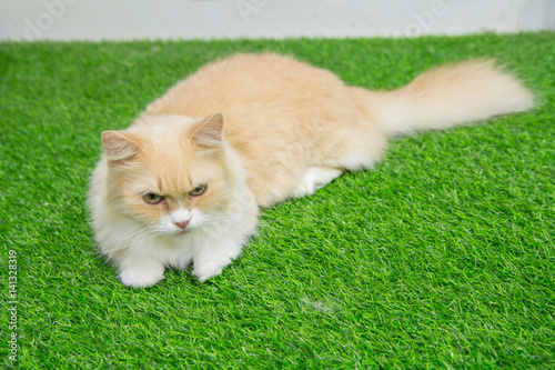 Foto Munchkin cat on artificial grass
