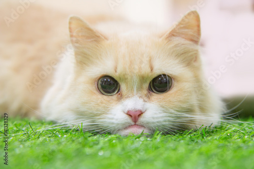 Munchkin cat on artificial grass photo