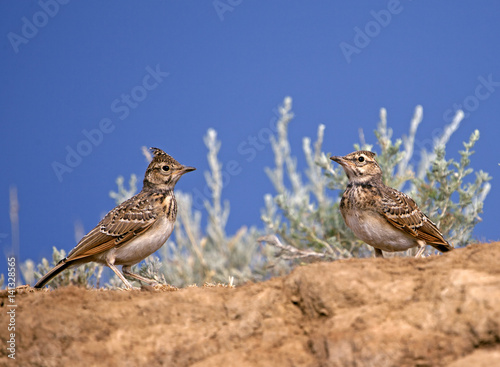 Calandra lark
