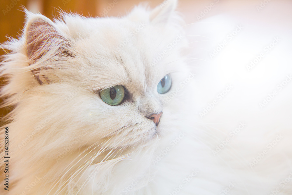 White Persian cats with sunlight flare