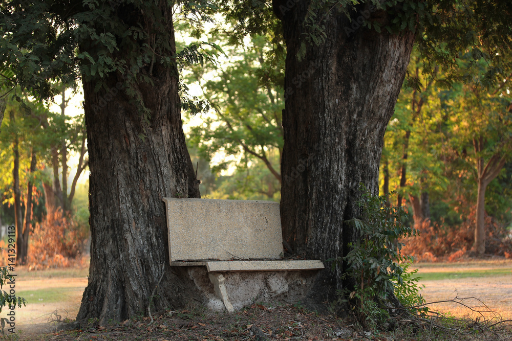 Stone bench linked the trees by termite nest. Stone bench linked the trees by termite nest.
